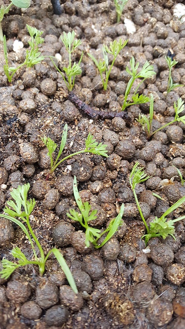 garden-composting
